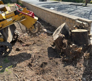 Tree stump grinding Wakefield