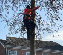 Tree Felling Wakefield