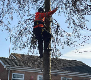 Tree Surgery Wakefield